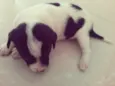 Jujuba, Marshmallow