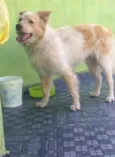 Alemão 