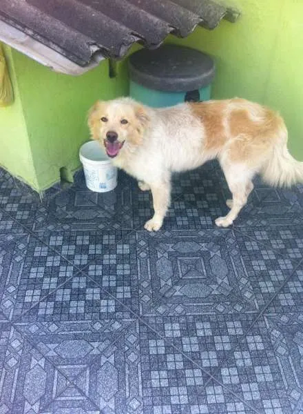 Cachorro ra a  idade 1 ano nome Alemão 