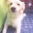 Alemão 