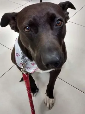 Cachorro raça Pit-Bull mestiça idade  nome Maria