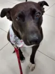 Cachorro raça Pit-Bull mestiça idade  nome Maria