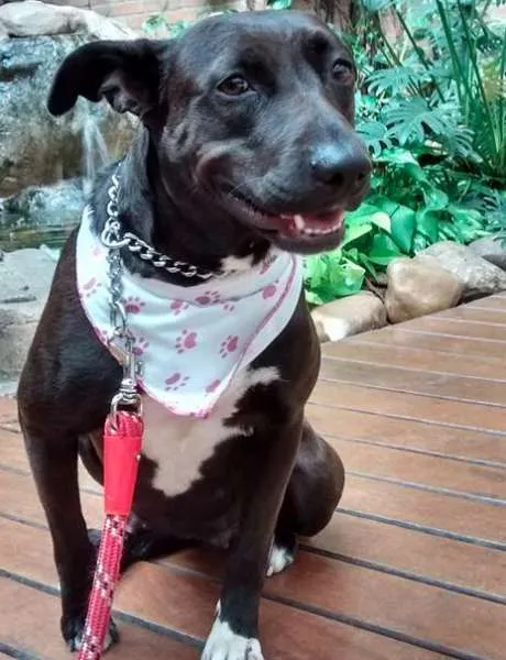 Cachorro raça Pit-Bull mestiça idade  nome Maria
