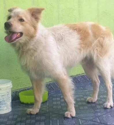 Cachorro ra a  idade 1 ano nome Alemão 