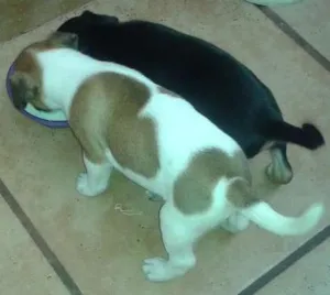 Cachorro raça fox paulistinha idade Abaixo de 2 meses nome sem nomes ainda