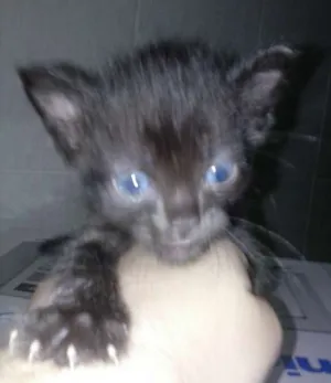Gato raça SRD idade Abaixo de 2 meses nome Bruce e George