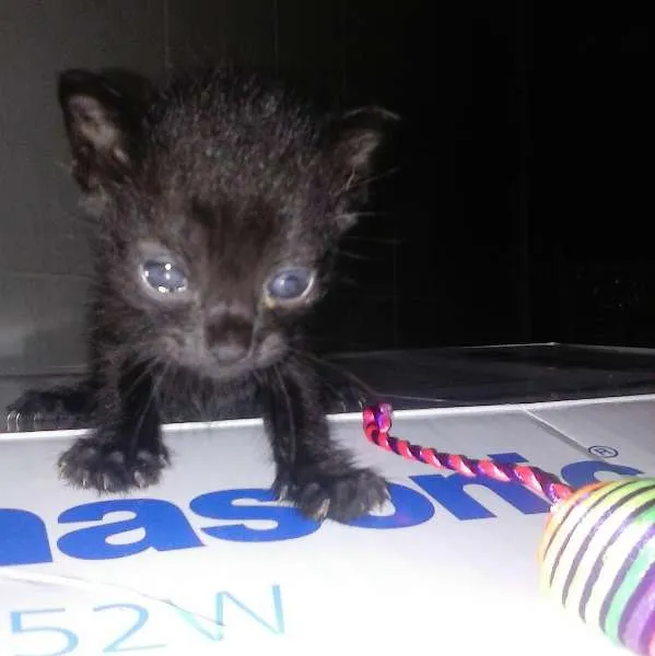 Gato raça SRD idade Abaixo de 2 meses nome Bruce e George