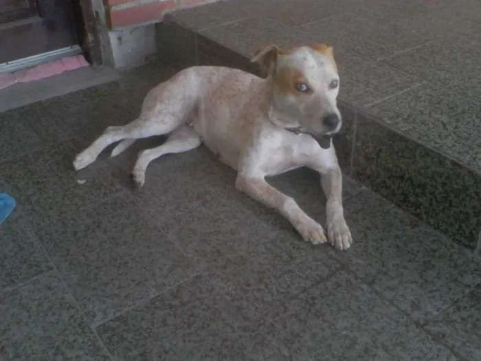 Cachorro raça SRD idade 4 anos nome Lessie