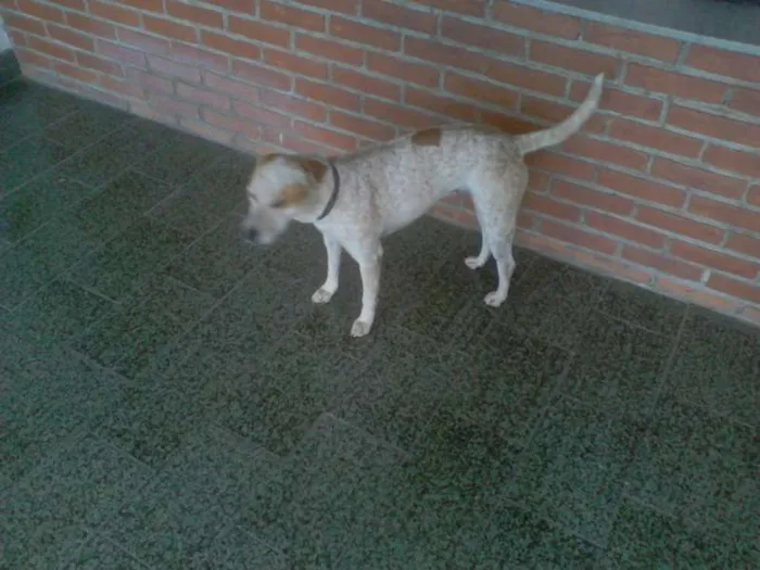 Cachorro raça SRD idade 4 anos nome Lessie