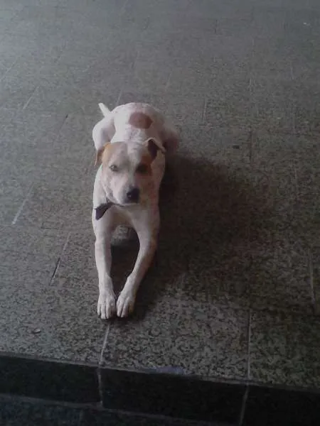 Cachorro raça SRD idade 4 anos nome Lessie