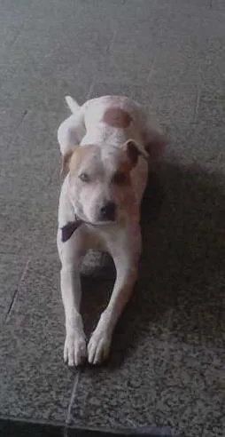 Cachorro raça SRD idade 4 anos nome Lessie