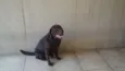 Cachorro raça labrador idade 5 anos nome Jimy