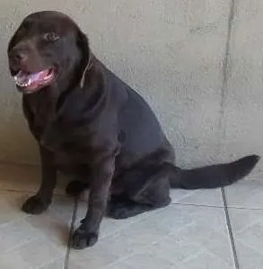 Cachorro raça labrador idade 5 anos nome Jimy