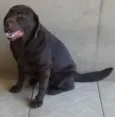 Cachorro raça labrador idade 5 anos nome Jimy