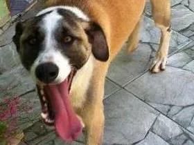 Cachorro ra a NAO DEFINIDA idade 3 anos nome BERNARDINHO
