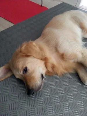 Cachorro raça golden retriever idade 7 a 11 meses nome Bartholomeu