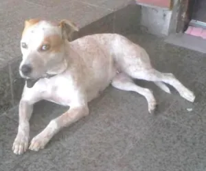 Cachorro raça SRD idade 4 anos nome Lessie