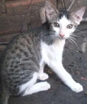 Gato raça vira lata idade 2 a 6 meses nome Gandalf