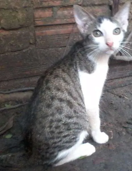 Gato raça vira lata idade 2 a 6 meses nome Gandalf
