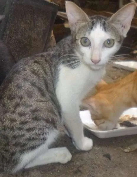 Gato raça vira lata idade 2 a 6 meses nome Gandalf