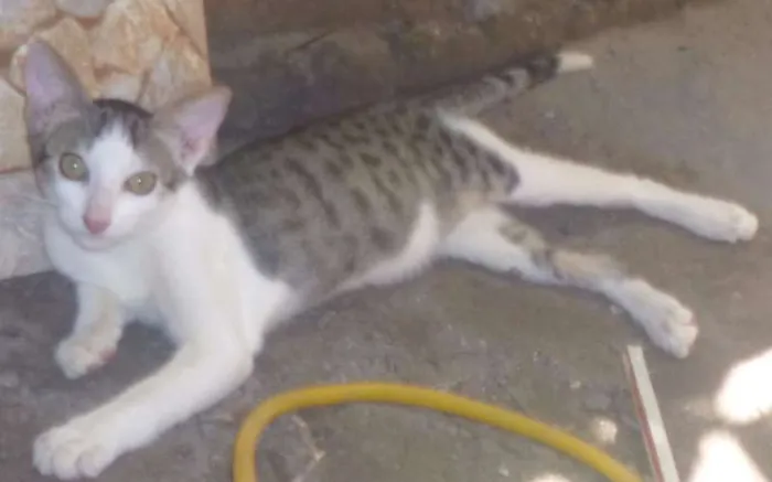 Gato raça vira lata idade 2 a 6 meses nome Gandalf