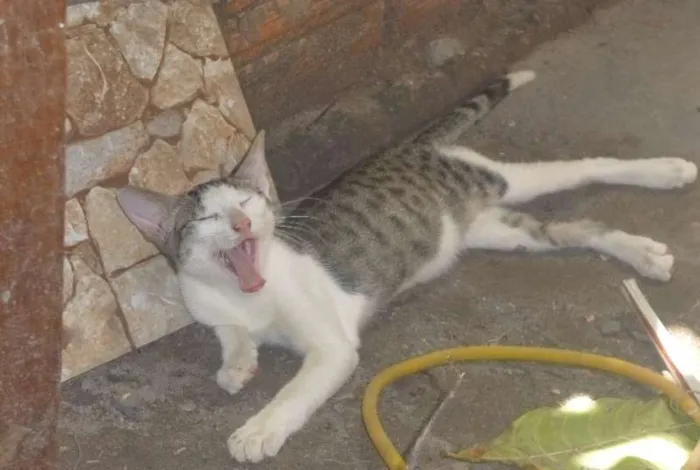 Gato raça vira lata idade 2 a 6 meses nome Gandalf