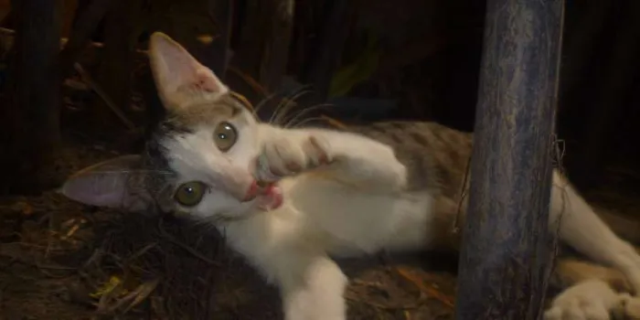 Gato raça vira lata idade 2 a 6 meses nome Gandalf