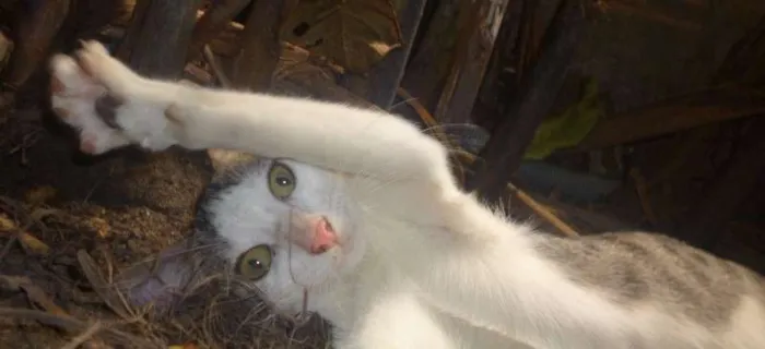 Gato raça vira lata idade 2 a 6 meses nome Gandalf