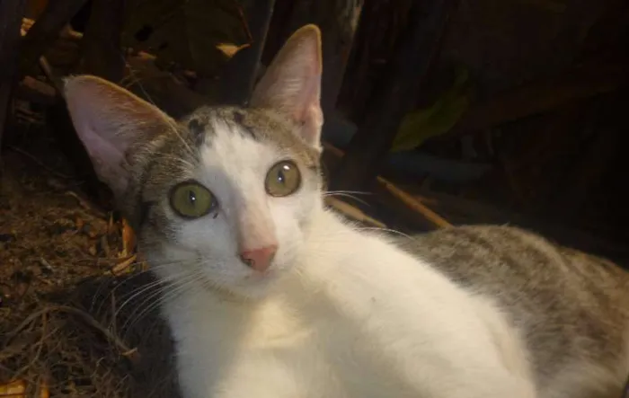 Gato raça vira lata idade 2 a 6 meses nome Gandalf