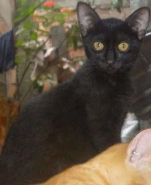 Gato raça vira lata idade 2 a 6 meses nome Bolinha