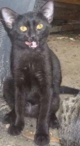Gato raça vira lata idade 2 a 6 meses nome Bolinha