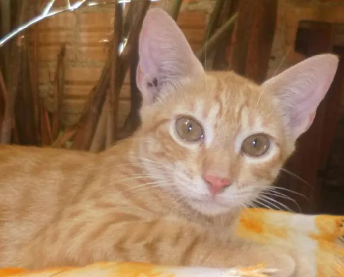 Gato raça vira lata idade 2 a 6 meses nome Alice