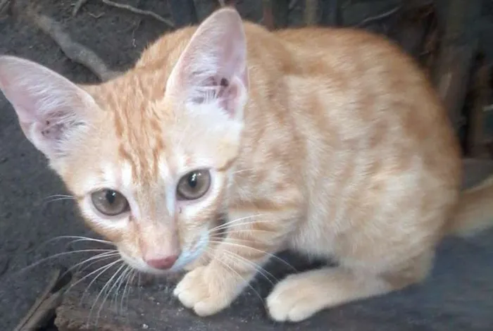Gato raça vira lata idade 2 a 6 meses nome Alice