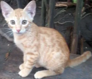 Gato raça vira lata idade 2 a 6 meses nome Alice