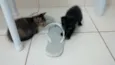 Fumaça e Neve