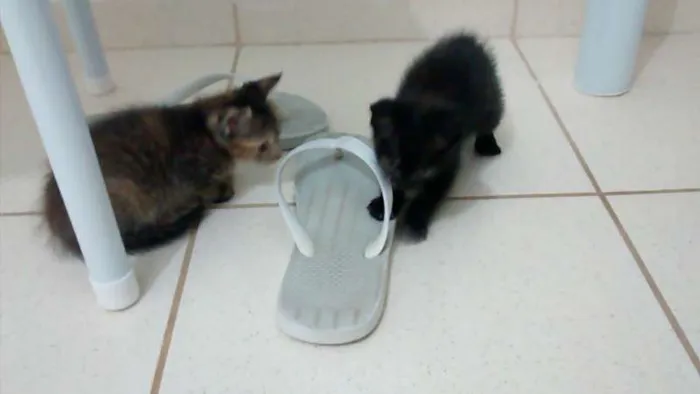 Gato ra a SRD idade Abaixo de 2 meses nome Fumaça e Neve