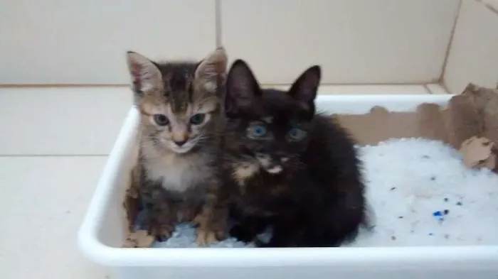 Gato ra a SRD idade Abaixo de 2 meses nome Fumaça e Neve
