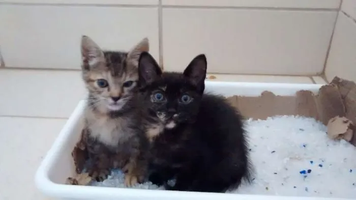 Gato ra a SRD idade Abaixo de 2 meses nome Fumaça e Neve