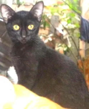 Gato raça vira lata idade 2 a 6 meses nome Bolinha