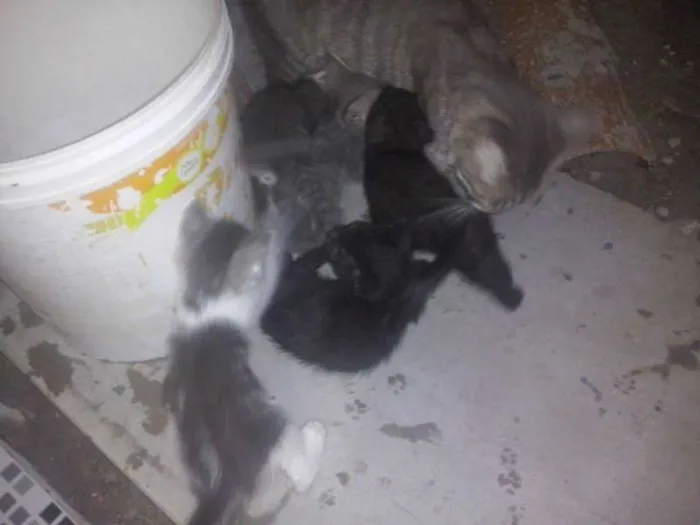 Gato raça  idade 2 a 6 meses nome sem nome