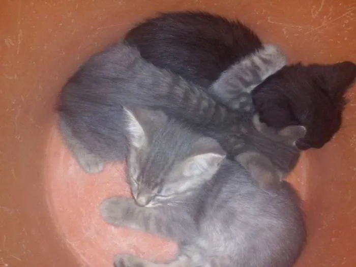 Gato raça  idade 2 a 6 meses nome sem nome
