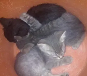 Gato raça  idade 2 a 6 meses nome sem nome