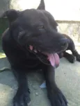 Negão