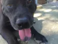 Negão
