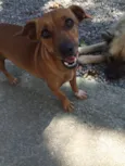 Mel
