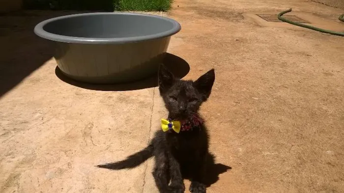 Gato ra a vira lata idade Abaixo de 2 meses nome mingau