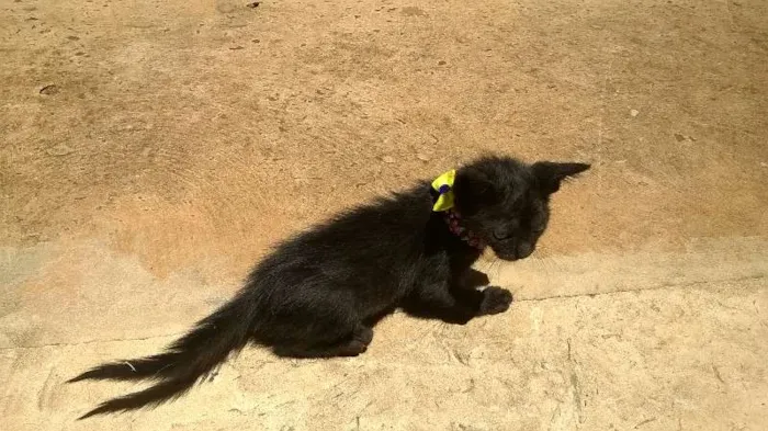 Gato ra a vira lata idade Abaixo de 2 meses nome mingau