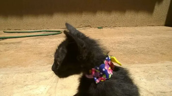 Gato ra a vira lata idade Abaixo de 2 meses nome mingau