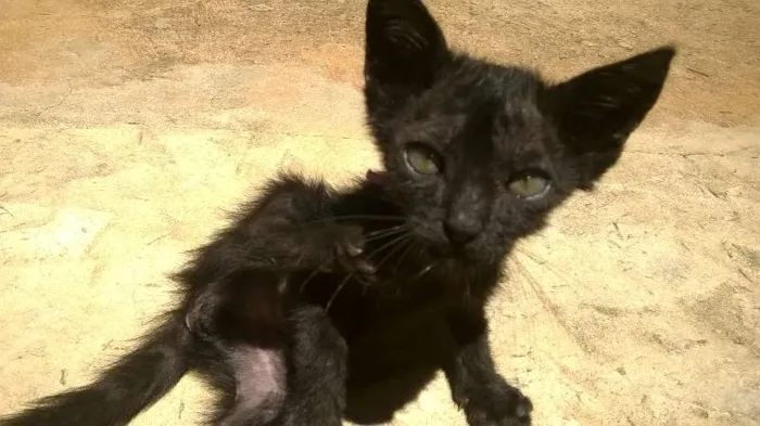 Gato ra a vira lata idade Abaixo de 2 meses nome mingau