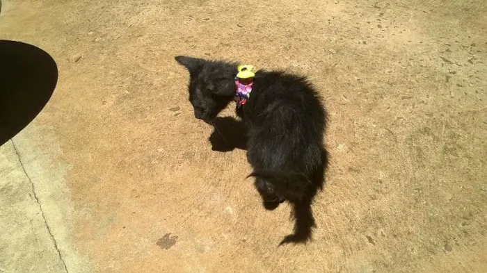 Gato ra a vira lata idade Abaixo de 2 meses nome mingau